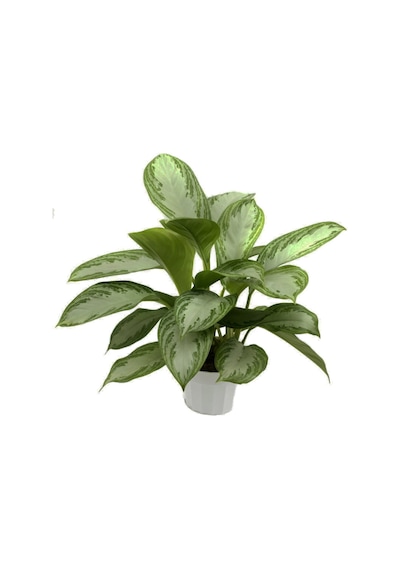 Aglonema Silver - Çin Herdemyeşili