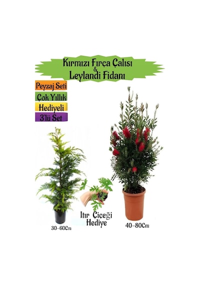 Kırmızı Fırça Çalısı+leylandi Çam Fidanı+ıtır Çiçeği Peyzaj Seti