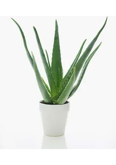 Videolu Aloevera Çiçeği Bitkisi 20-30 Cm Saksılı Iç Mekan Bitkileri Aloe Barbadensis Miller