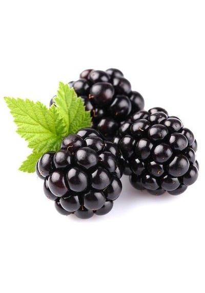 Tüplü Yediveren Böğürtlen Rubus Fruticosus Fidanı