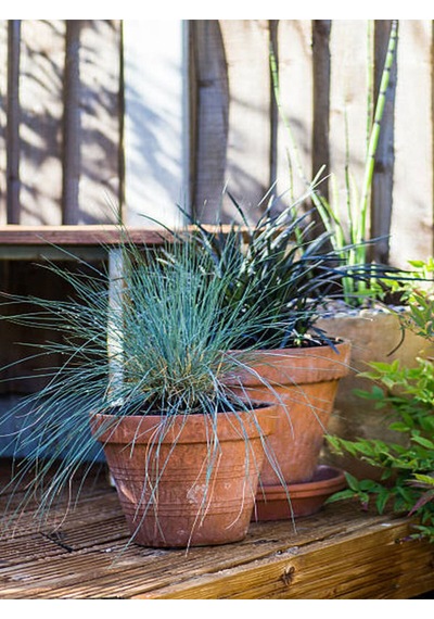 Favori Ürün Bahçe Dekoratifi Mavi Çim 10 30 Cm 3 Adet Saksılı Dış Mekan Bitkisi Blue Fescue