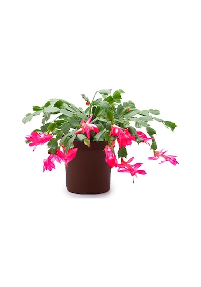 Yılbaşı Çiçeği – Schlumbergera