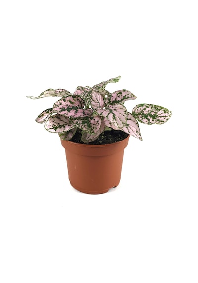 Hypoestes Phyllostachya 'Pink' (Hostes Çiçeği) Ø8,5 CM Y10-15 CM