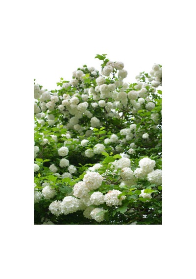 Videolu Kartopu Çiçeği Fidanı 1 Adet 30-60cm Saksılı\tüplü Viburnum