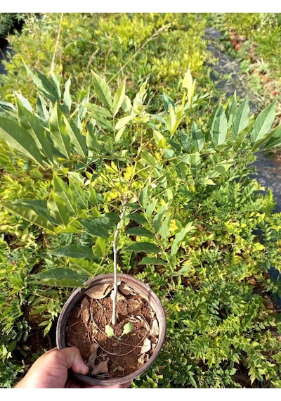 Mor Salkım Fidanı 3 Adet - Wisteria Sinensis