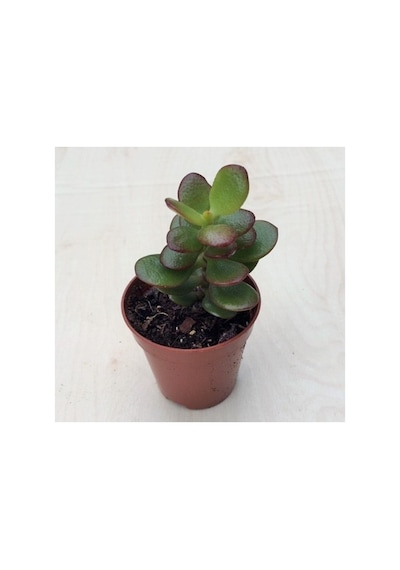 Para Ağacı Çiçeği Yeşim Bitkisi Mini Crassula Ovata 10-20 Cm