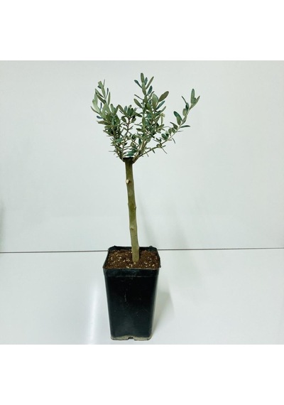 Siyah 14X20 Cm'Lik Saksıda Minyatür Bonsai Zeytin Fidan