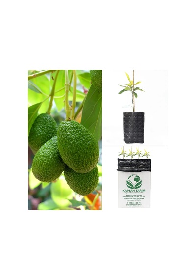 Storeşahin Aşılı Hass Avokado Fidanı 4 Adet Shn0720