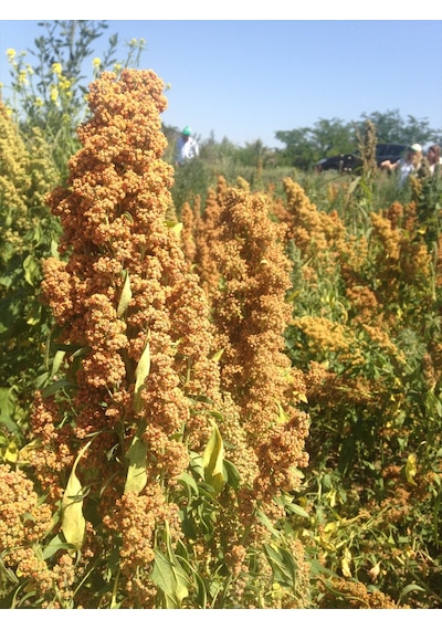 Lokman Aktar Kinoa Tohumu 1 KG Lokman Aktar Kinoa Tohumu 1 KG