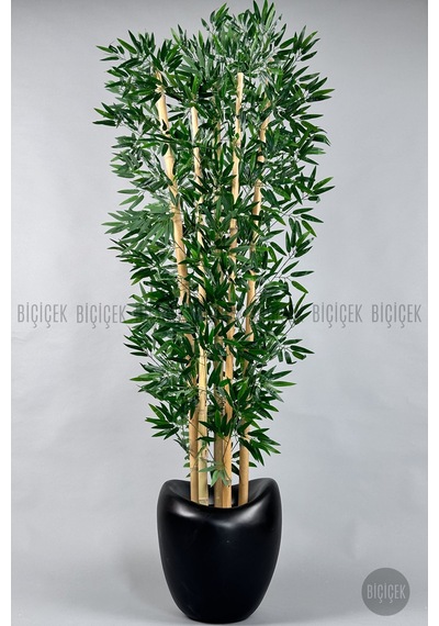 Zen Bambu Ağacı 240 Cm Mocha Bone Saksıda