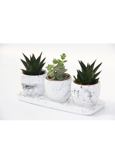 Trio Beyaz Sukulent Seti - Haworthia. Crassula Perforata