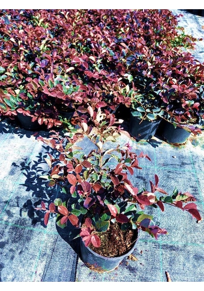 Loropetalum - Pembe Rüya Çiçeği 3 Adet