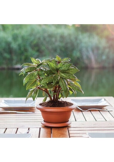 Muz Bonzai Tohumu Saksı Toprak Seti Banana Bonsai
