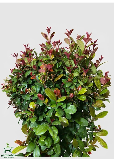 Evgenya Çalısı Tüplü/saksılı 50-70cm Bahçe Ağacı 1 Adet Eugenia Etna Fire