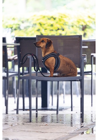Beeztees Köpek Göğüs Tasması, Neopren, Siyah, S, 38-44cm Siyah