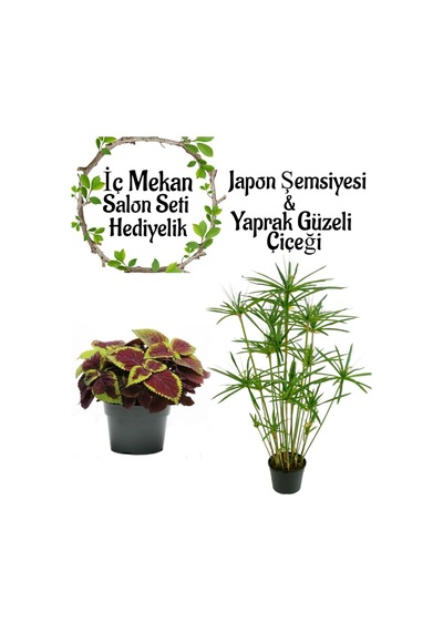 Japon Şemsiyesi 40-60 Cm 1 Adet Saksılı+dolgun Yaprak Güzeli Çiçeği1 Adet Saksılı