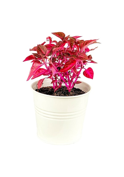 Serada Decor Plant İresine Herbstii - Çingene Şalvarı Bitkisi Büyük Saksılı 40-50 Cm