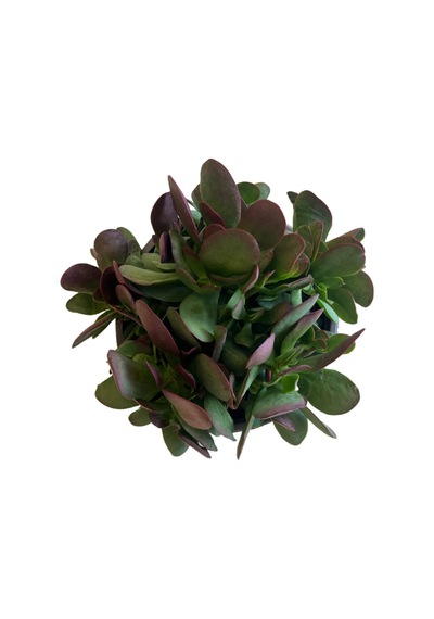 Senecio Jacobsenii (Sukulent) Ø12 CM Y20-25 CM