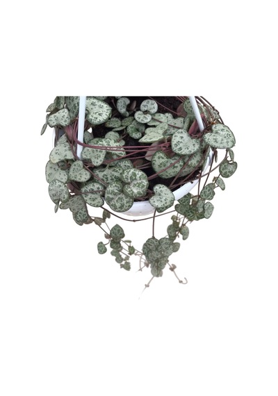 Ceropegia Woodii Kalp Kalbe Karşı Çiçeği Ø14 Cm Y25-30 Cm