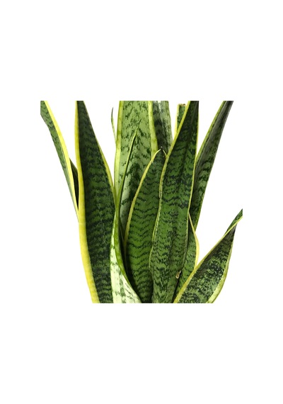 Sansevieria Trifasciata - Ev Ve Ofis Bitkisi N11.191