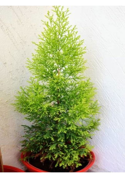 Videolu Limon Kokulu Limoni Servi 1 Adet Saksılı/ Tüplü Ev Ofis Salon Çamı 30-40 Cm Cupressus