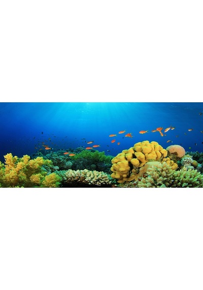Kanki Pet Akvaryum Arka Fon Yapıştırma 155 X 65 Cm Kp1556527