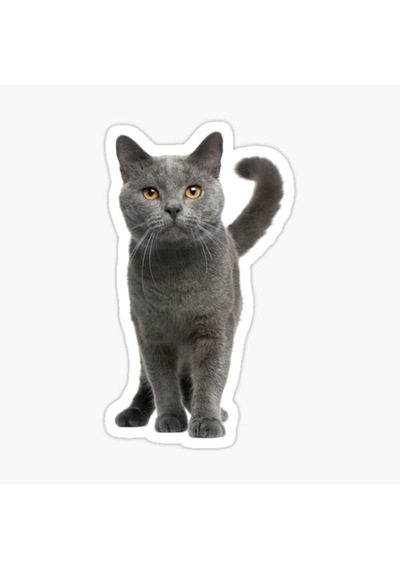 British Shorthair Kedi Araba Oto Sticker Etiket 17Cm Q4