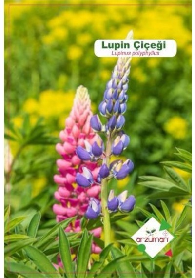Arzuman Lupin Çiçeği Tohumu 5 Adet