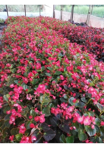Yağlı Begonya Çiçeği Begonia Thurstonii 10-20 Cm