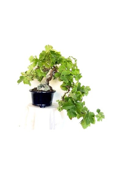 Nadir Ithal Bodur Sarı Üzüm Bonzai Ağacı Tohumu 5 Tohum Bonsai Tohumu