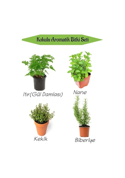 Aromatik Kokulu Mutfak Seti Itır Çiçeği+nane+kekik+biberiye Fidesi 4 Adet, Srd010na0818 Çok Renkli