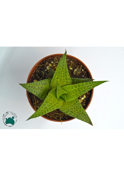Haworthia Venosa 'Tessellata' (Sukulent) Ø5,5 CM Y0-10 CM
