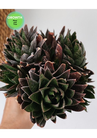 Gasteria Flow Group 1 Adet