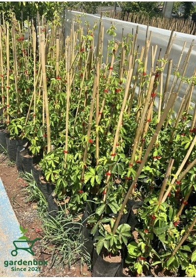 Amerikan Sarmaşığı Kışın Kırmızı Renk 45-70cm Saksılı/tüplü Parthenocissus Quinquefolia