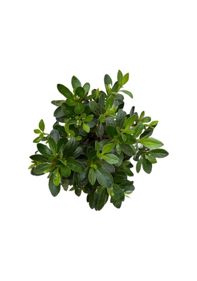 Bonsai - Azalea Ø12 Cm H25-30 Cm