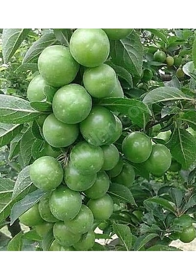 Papaz Eriği 100-140 Cm Tüplü