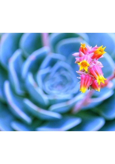 Serada Decor Plant Dev Boy Xxl Echeveria Glauca Aşkın Gözyaşı Sukulent Bitki