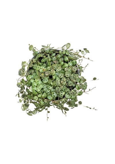 Peperomia Prostrata Kaplumbağa Kabuğu Çiçeği Ø12 Cm Y15-20 Cm