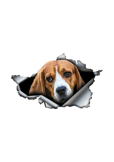 Beagle Cinsi Köpek Araba Sticker
