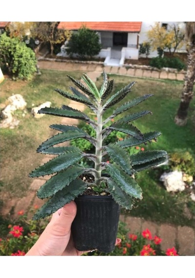 Büyük Boy Aşkın Gözyaşı Çiçeği - 15-25 Cm