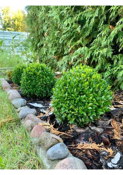 Videolu Dekoratif Şimşir Fidanı 30 40 Cm 3 Adet Saksılı Dış Mekan Bitkisi Buxus Sempervirens