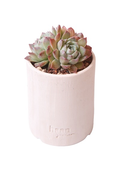 Echeveria Elegan Hybrid - Sukulent Haangarden