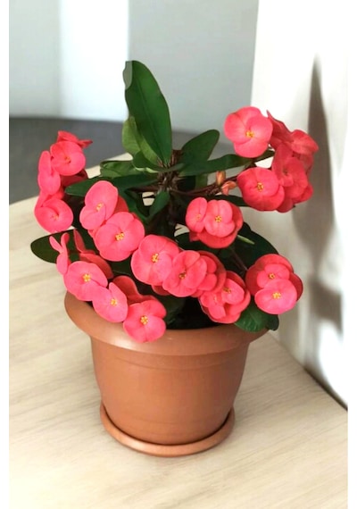 İç Mekan Bitkisi Ev Ve Balkonda Bakılır Cins Pembe Euphorbia Taç Çiçeği Minik 16.17cm