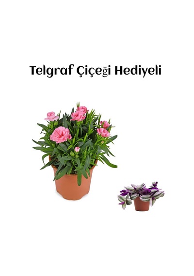 Hediyelik Mis Kokulu Şeker Pembe Karanfil Çiçeği Telgraf Hediyeli