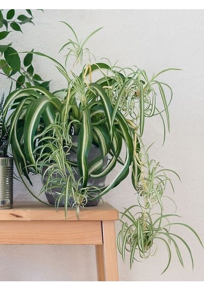 Serada Decor Plant Kurdele Çiçeği Büyük Bol Köklü İç Mekan Bitkisi Chlorophytum Comosum 30-50cm