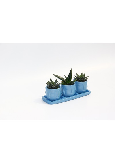 Trio Mavi Adler Sukulent Seti - Haworthia. Aloe Ferox