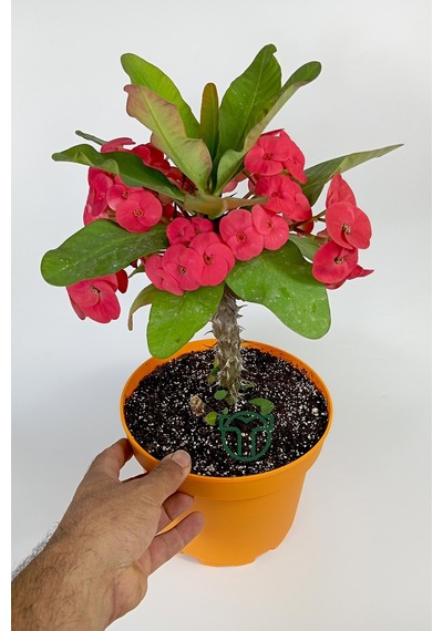 Euphorbia Milii Eforbia Büyük Çiçekli Dikenler Tacı Koyu Pembe