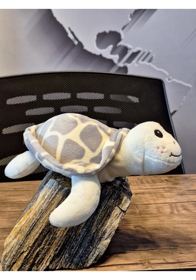 Caretta Caretta Kaplumbağa Küçük Gri