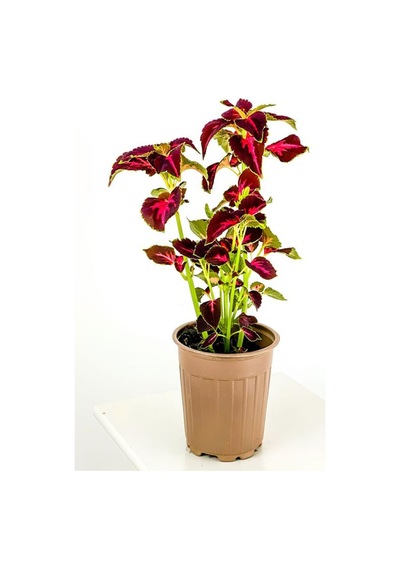 Yaprak Güzeli Kolyos Çiçeği Saksılı 15-25cm