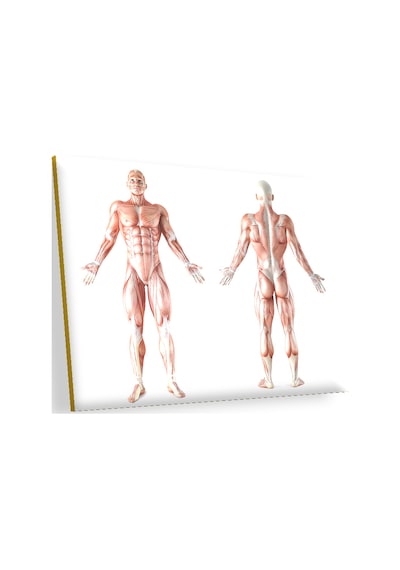 Cakasepetim İnsan Kas Anatomisi Ahşap Mdf Tablo